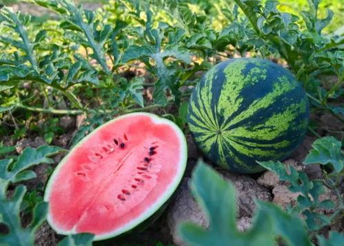 吃瓜永年,揭秘当地美食文化之旅  第3张